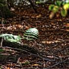 Im Wald ein kleiner Sonnenschein