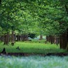 Im Wald eini gschaut