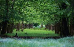 Im Wald eini gschaut