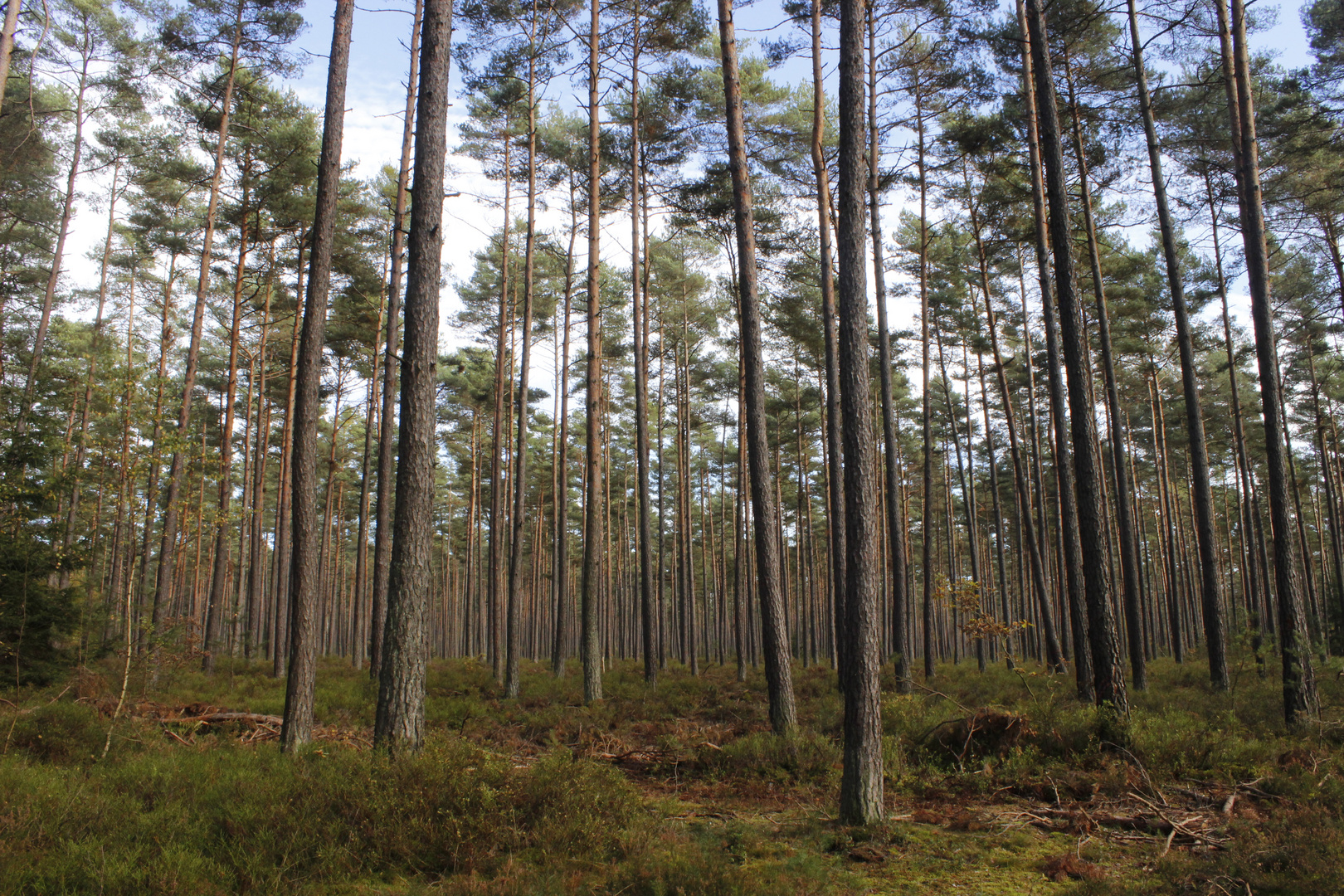 im Wald, el bosque, the forest