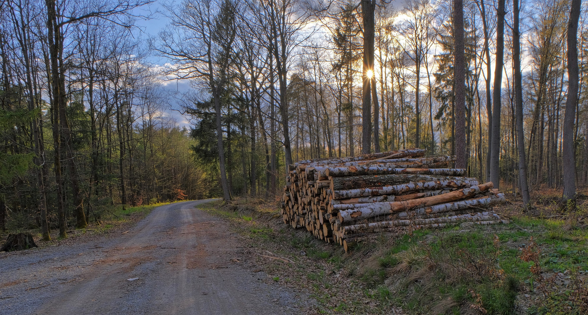 im Wald (en el bosque)