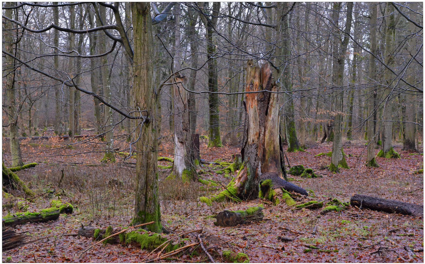 Im Wald (en el bosque)