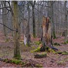Im Wald (en el bosque)