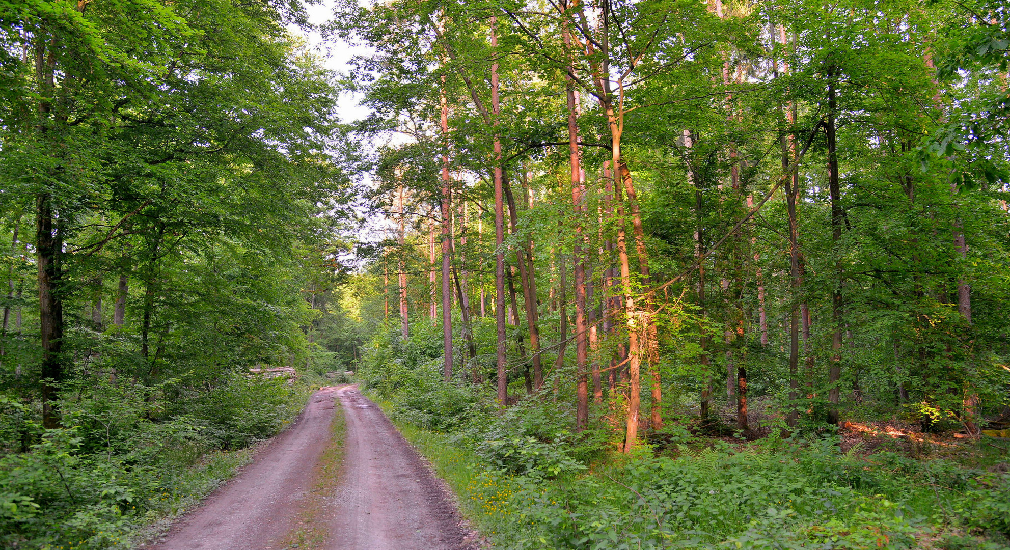 im Wald (en el bosque)