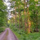 im Wald (en el bosque)