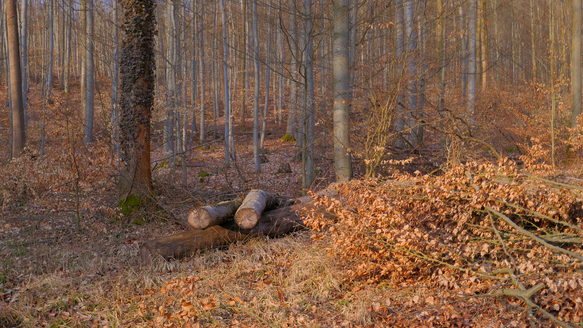 im Wald (en el bosque)