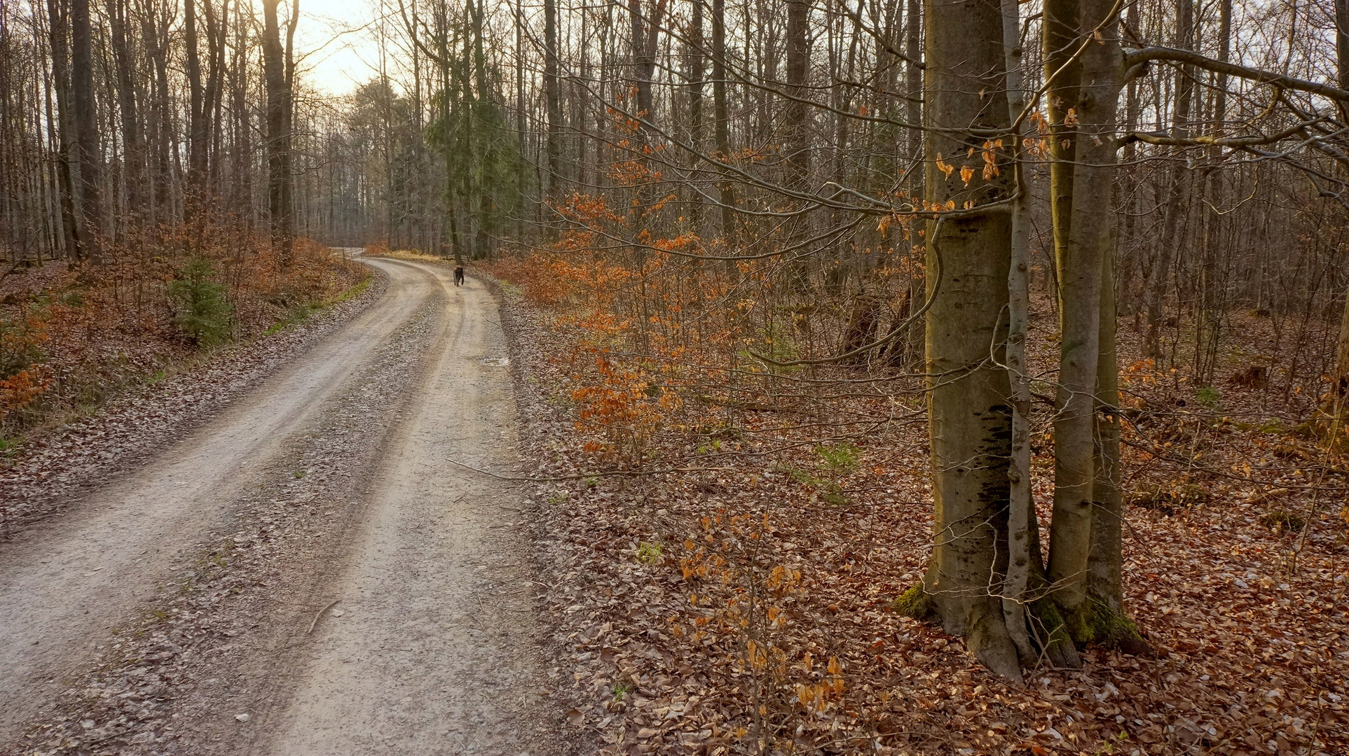 Im Wald (en el bosque)