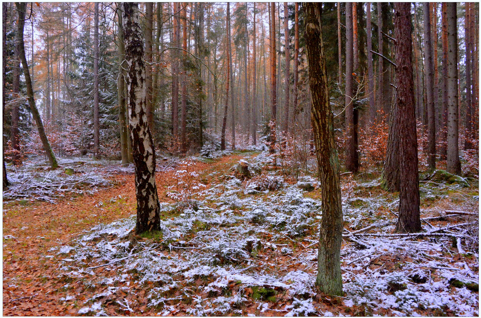 Im Wald (en el bosque)