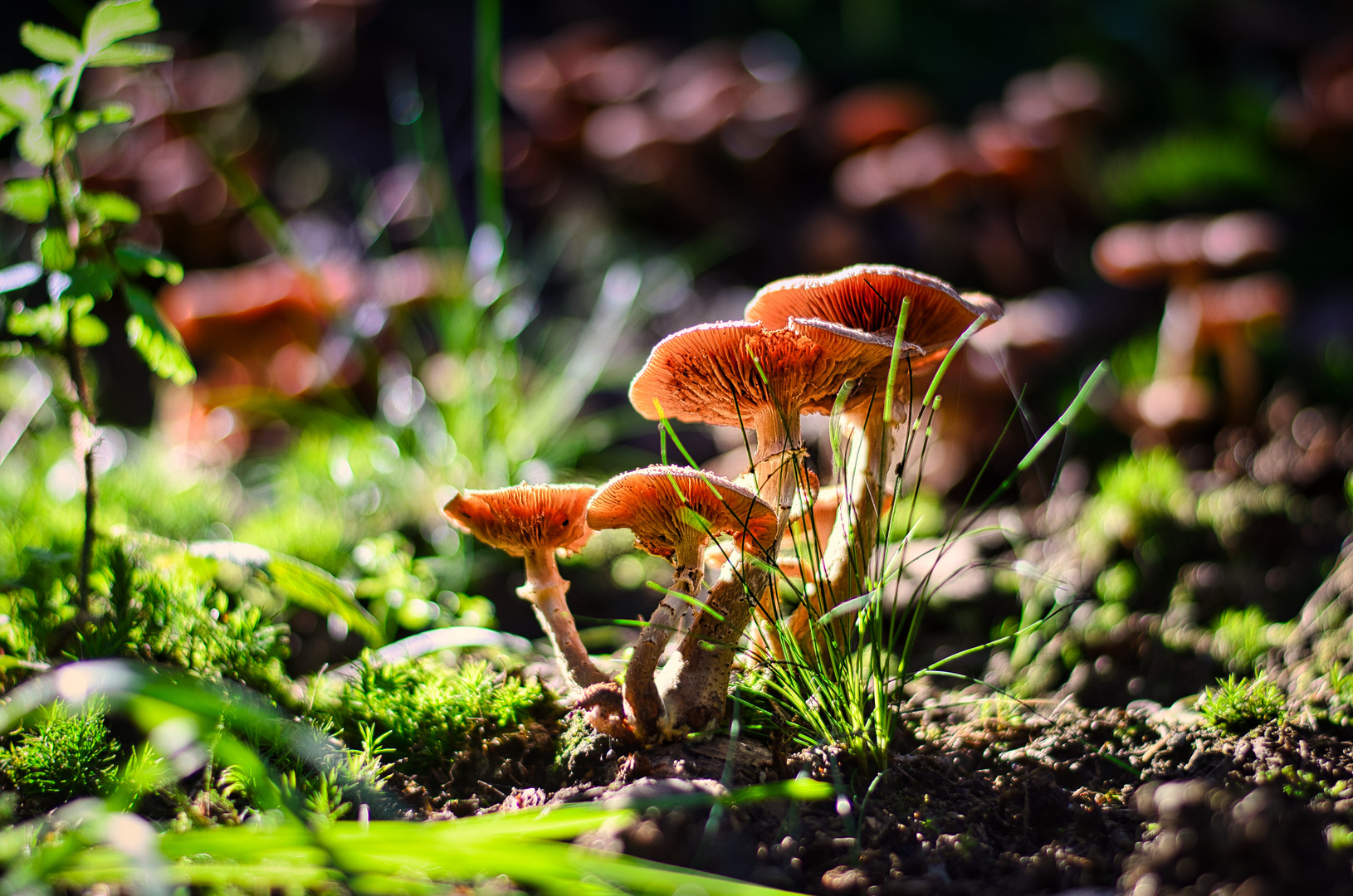 Im Wald entdeckt