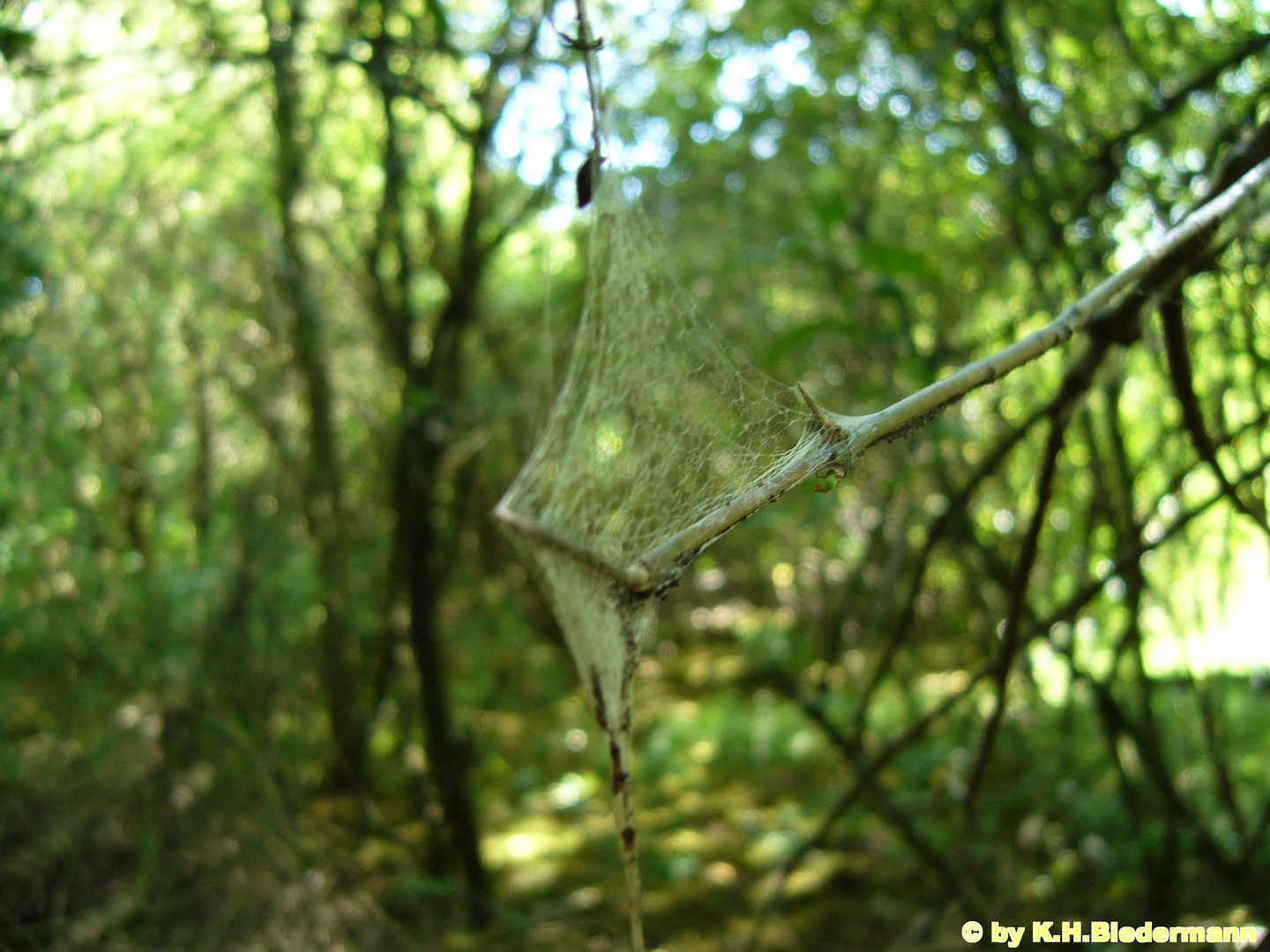 im Wald entdeckt