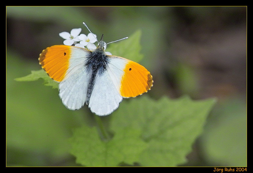 Im Wald entdeckt