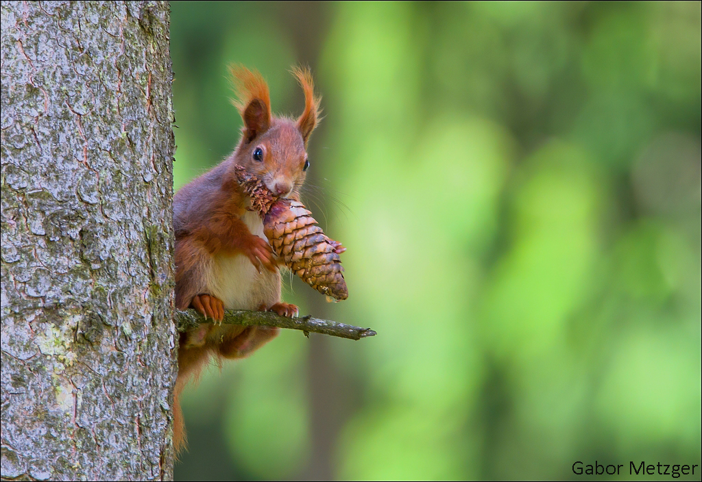 Im Wald