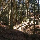 Im Wald