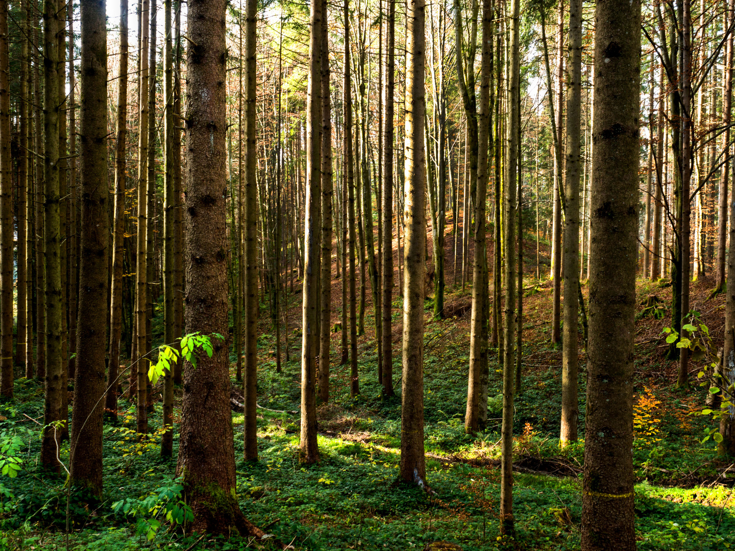 Im Wald