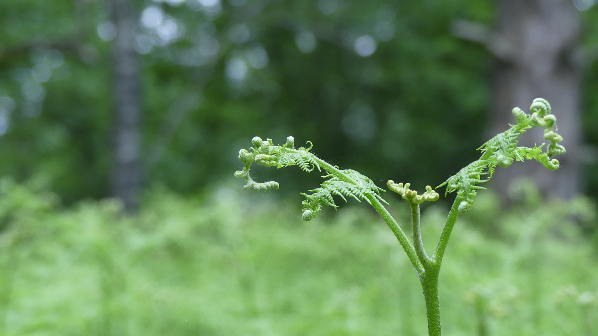 Im Wald