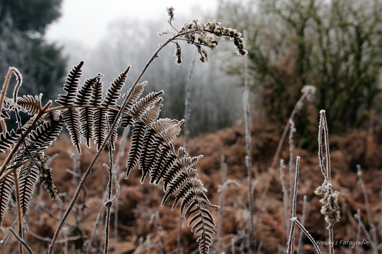 ...im Wald...