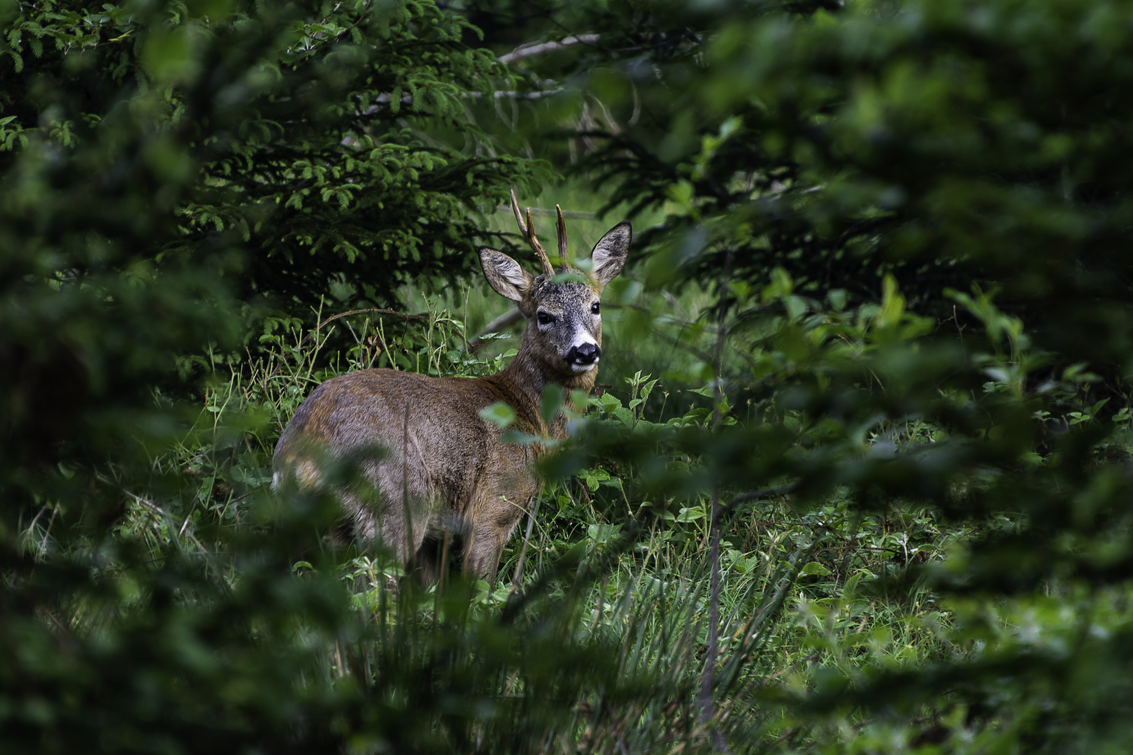 Im Wald