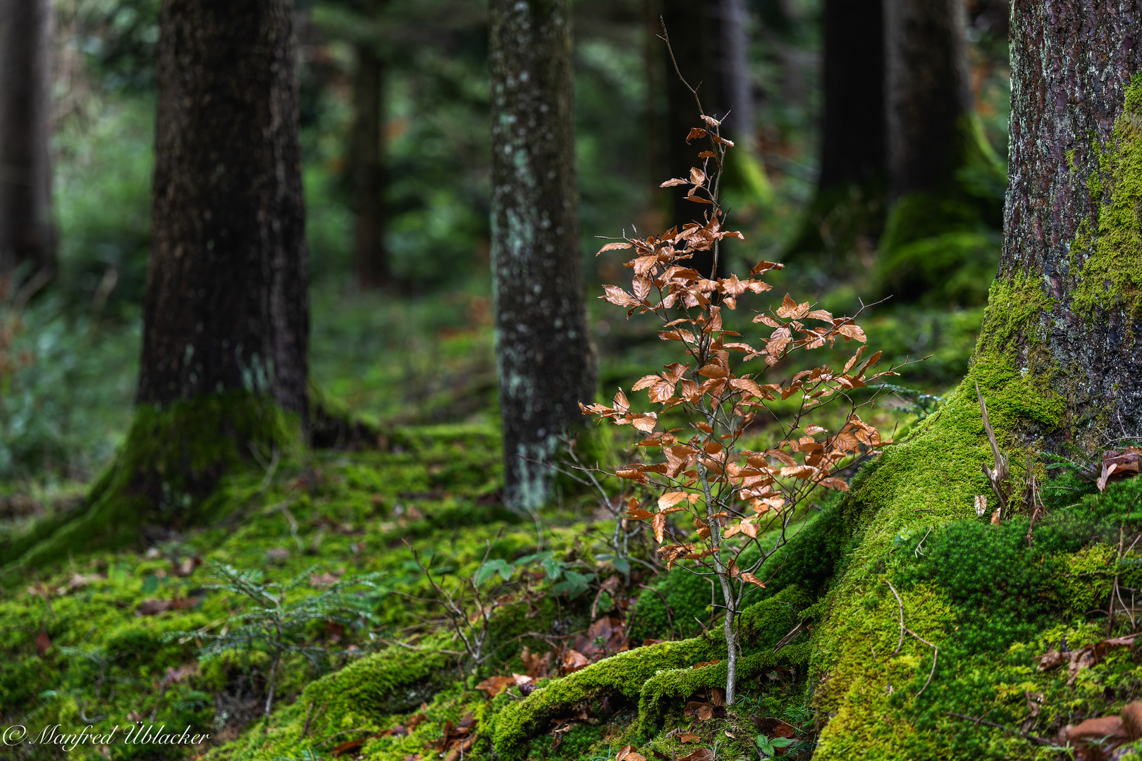 Im Wald ...