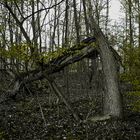 Im Wald (Frühlingsgewitter)