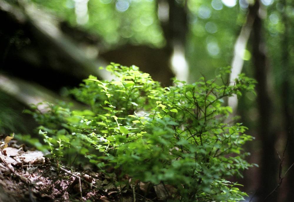 Im Wald gefunden