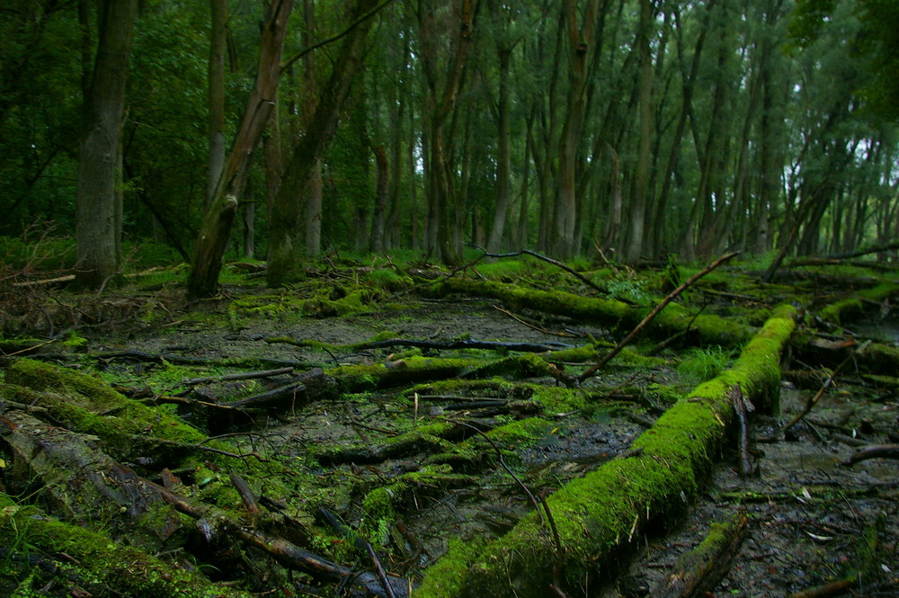 Im Wald gegenüber...