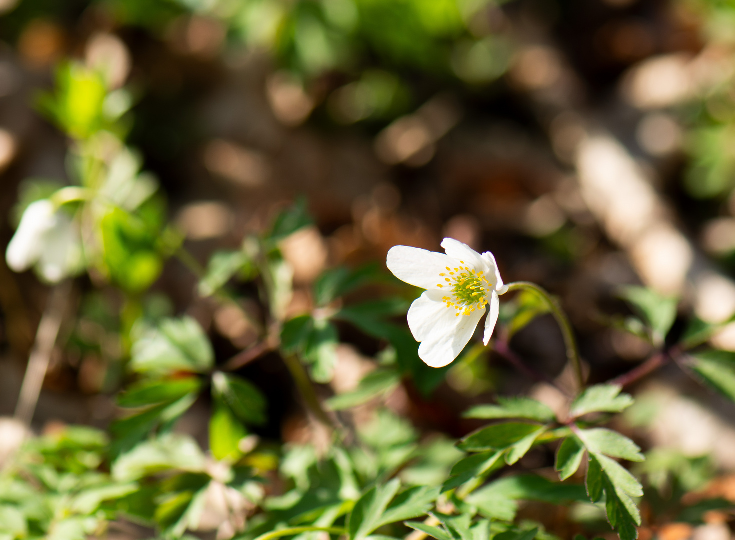 Im Wald gesehen