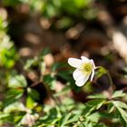 Im Wald gesehen