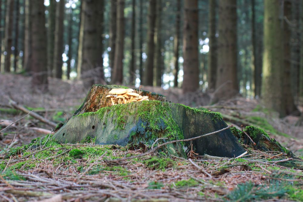 Im Wald gesehen 2