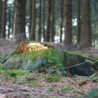 Im Wald gesehen 2