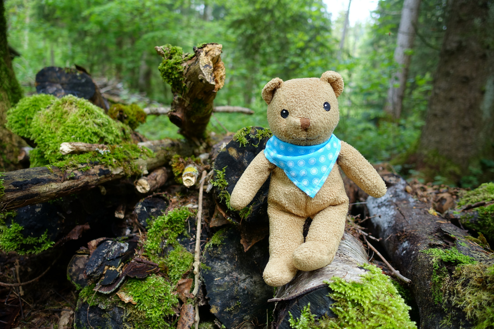 Im Wald gibt's Bären