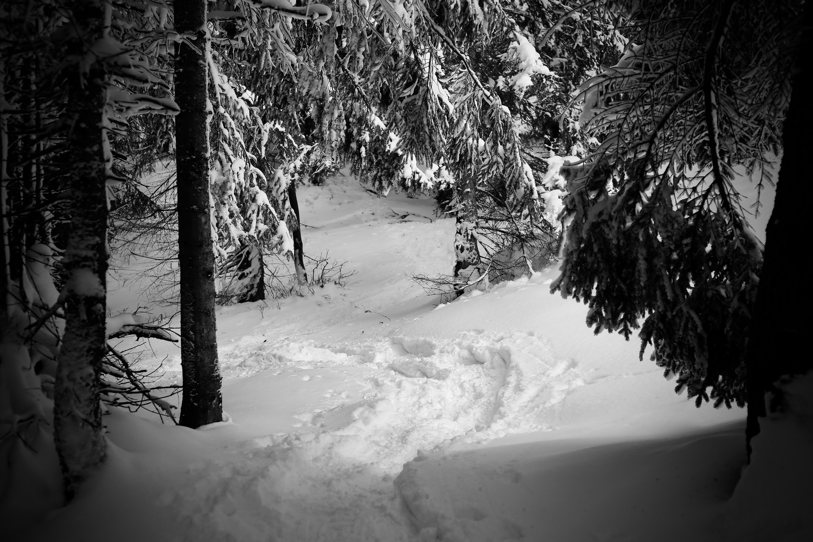 im Wald Golzern