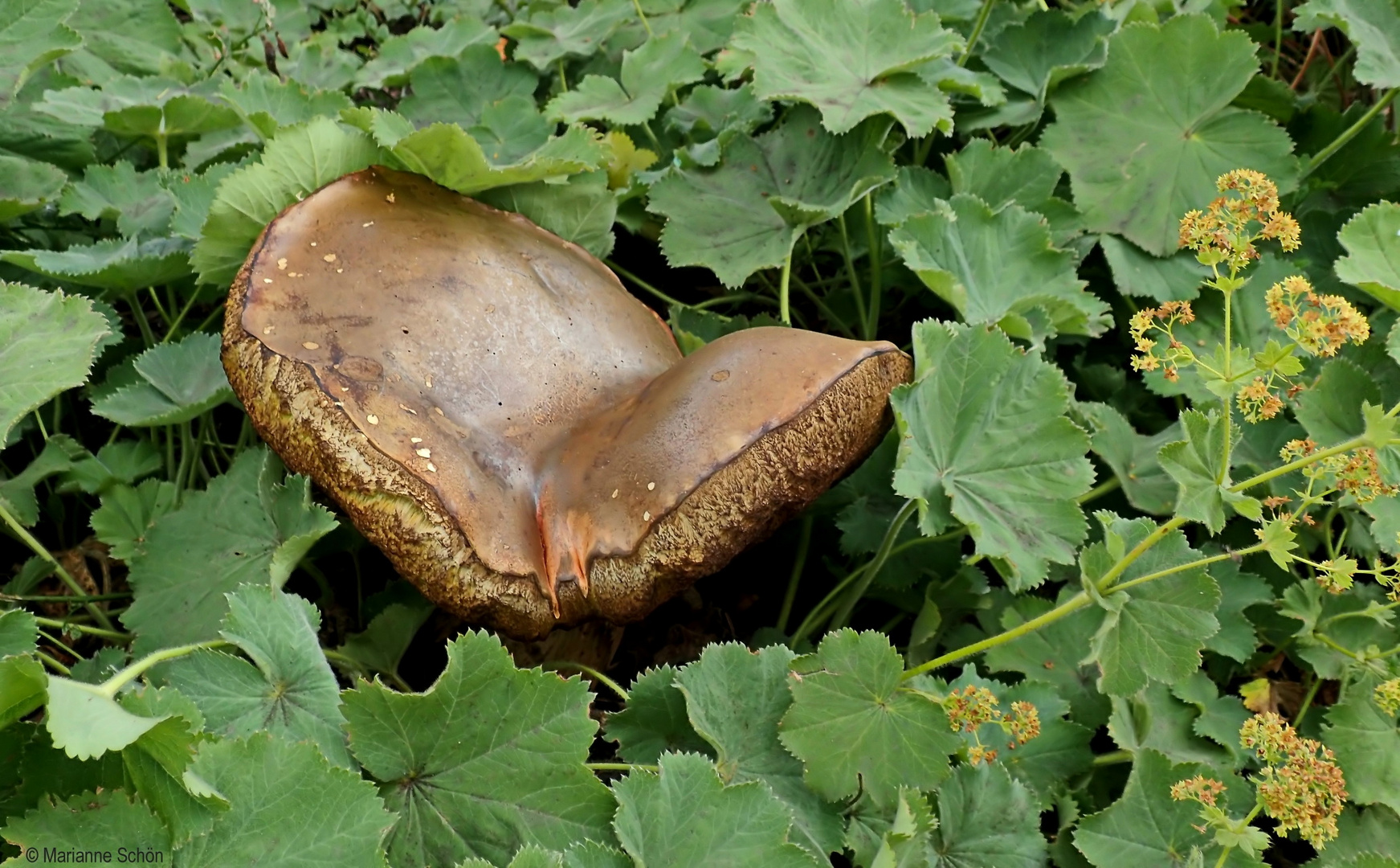 Im Wald habe ich den Pilz nicht gefunden...