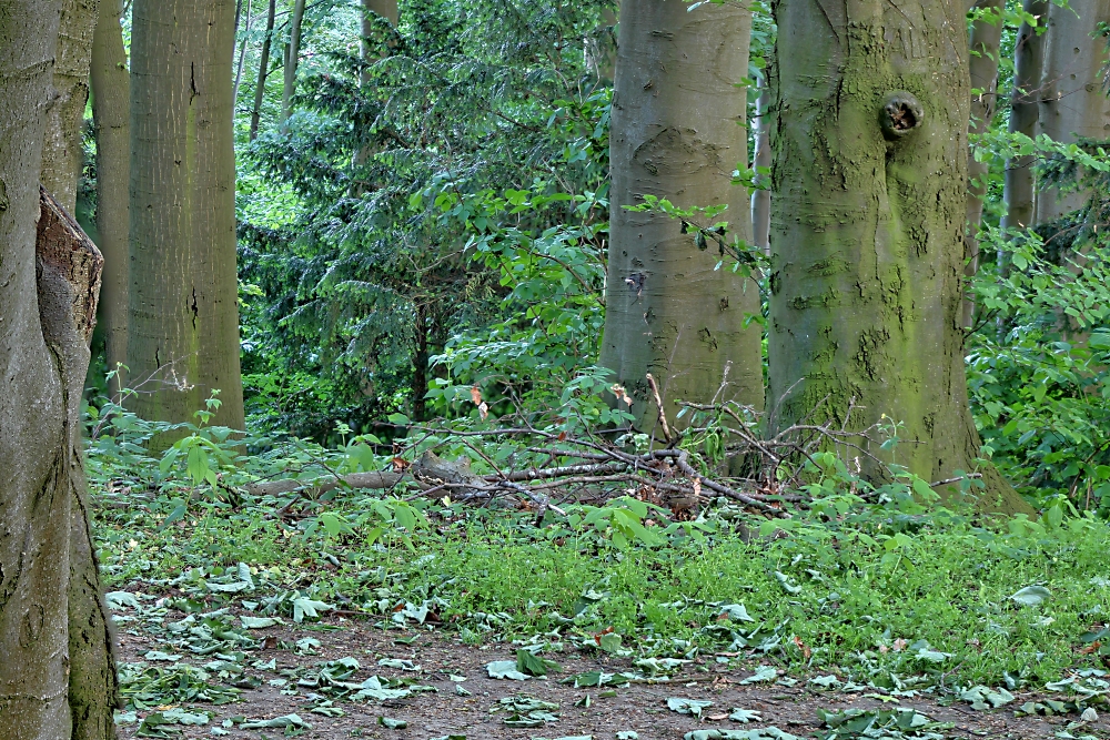 Im Wald - HDR-Focus Stacking