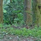 Im Wald - HDR-Focus Stacking