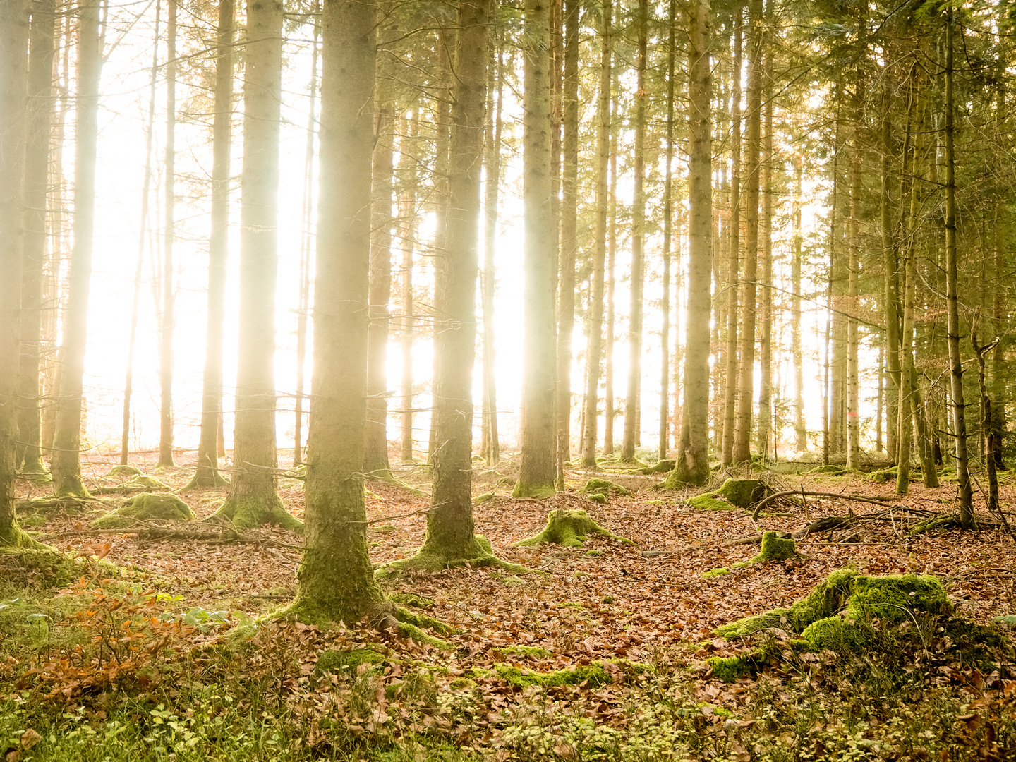 im Wald - Herbstlicht