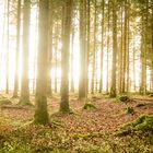 im Wald - Herbstlicht