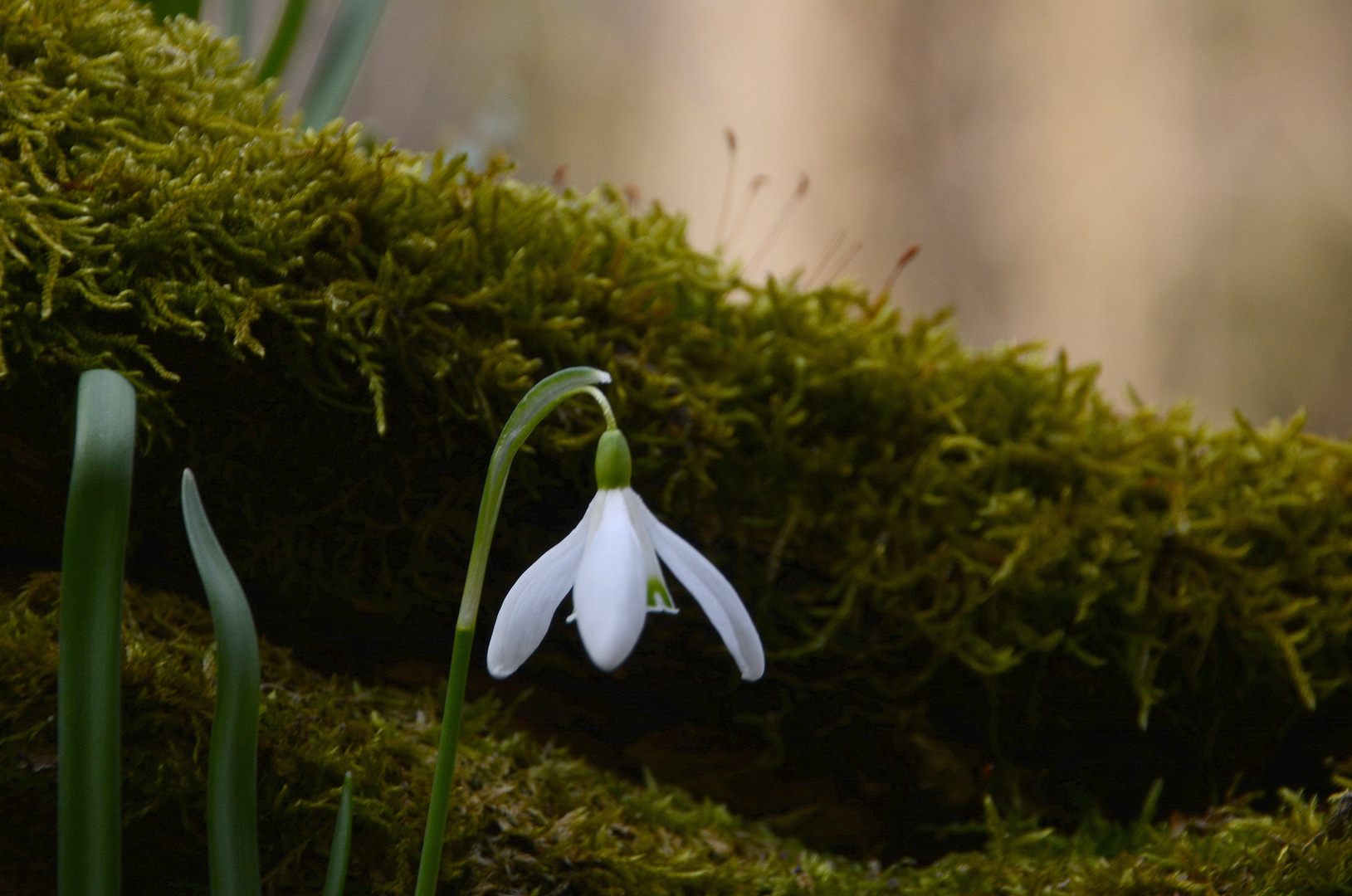 im wald hinter dem kleinen friedhof