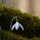 im wald hinter dem kleinen friedhof