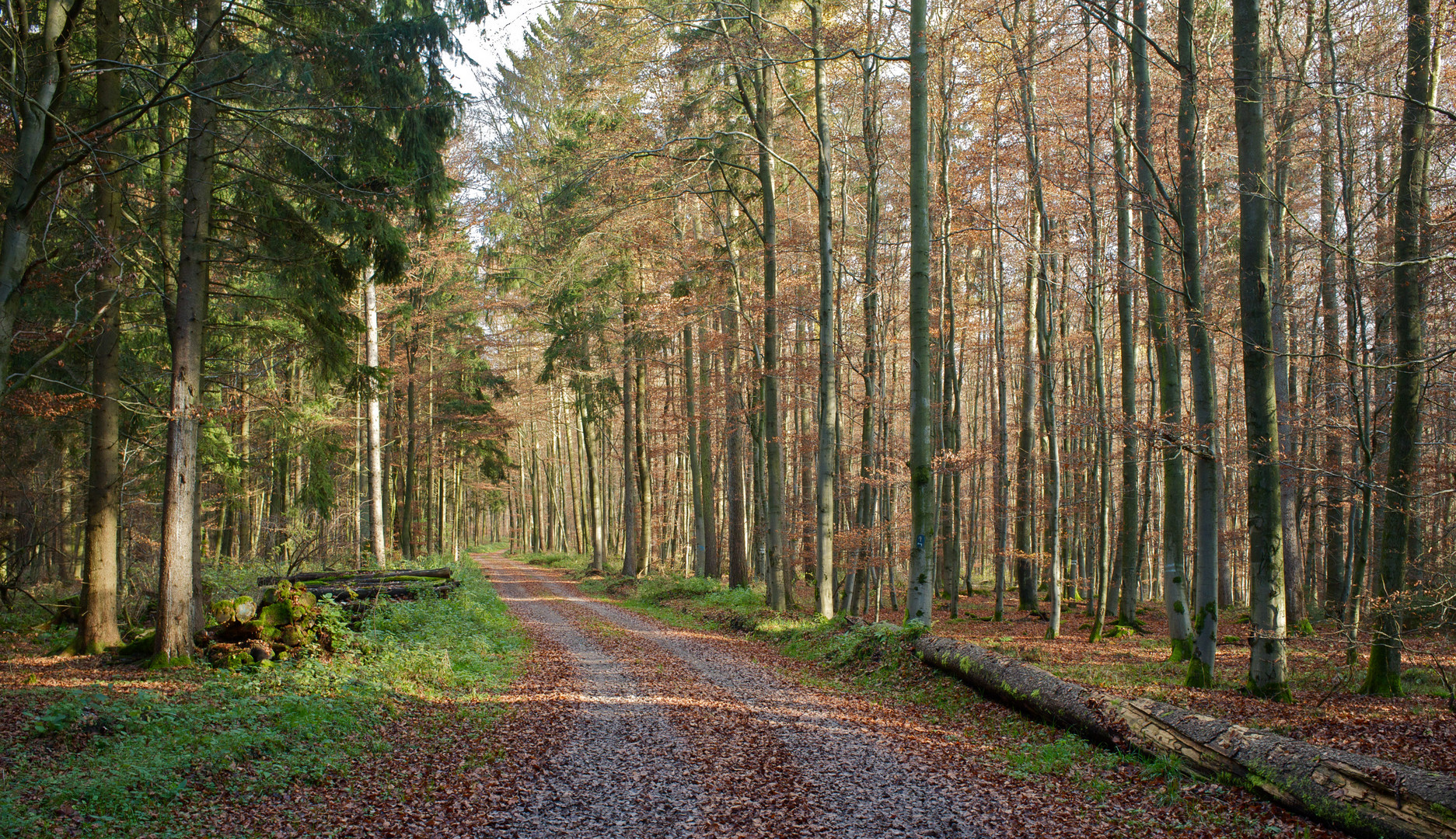 Im Wald (I)