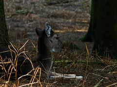 Im Wald I