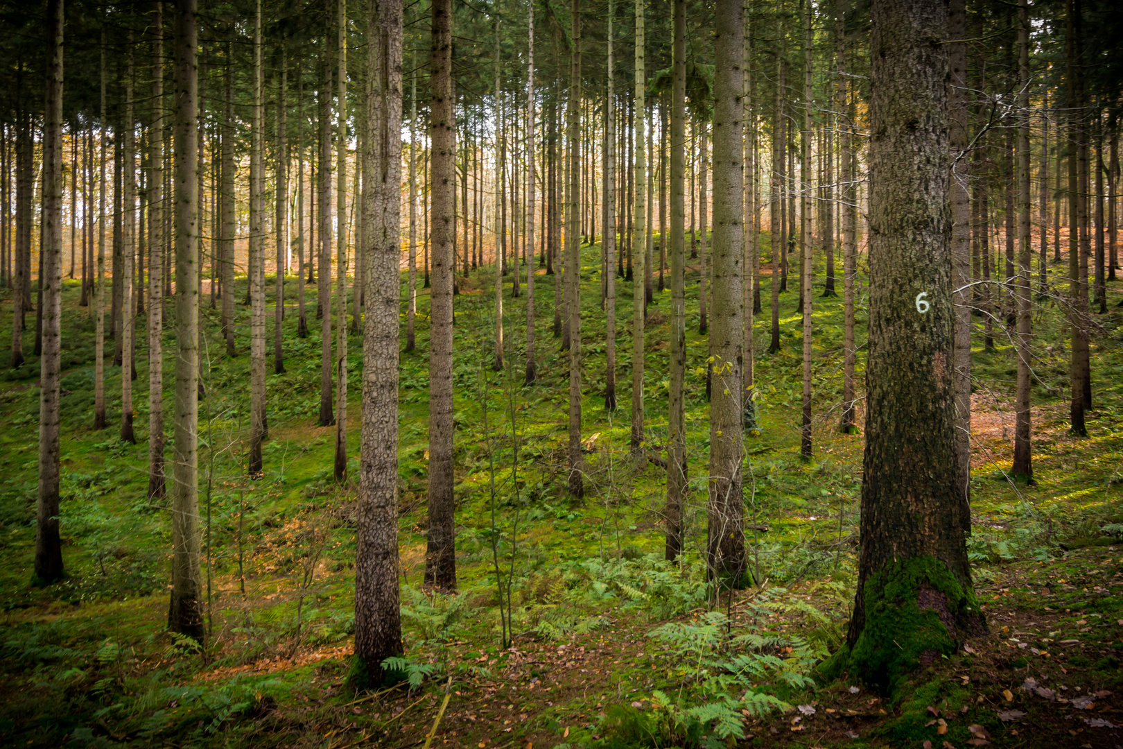 Im Wald I