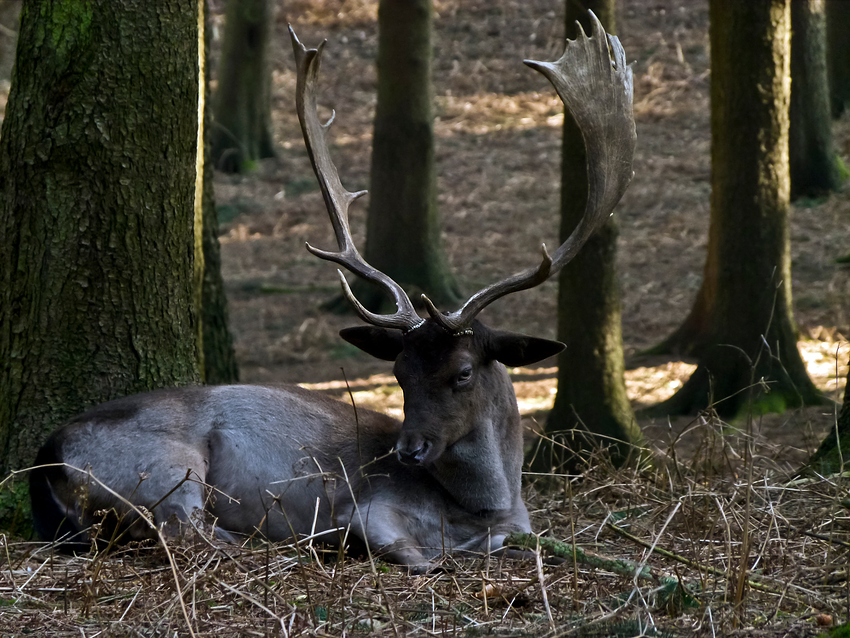 Im Wald II