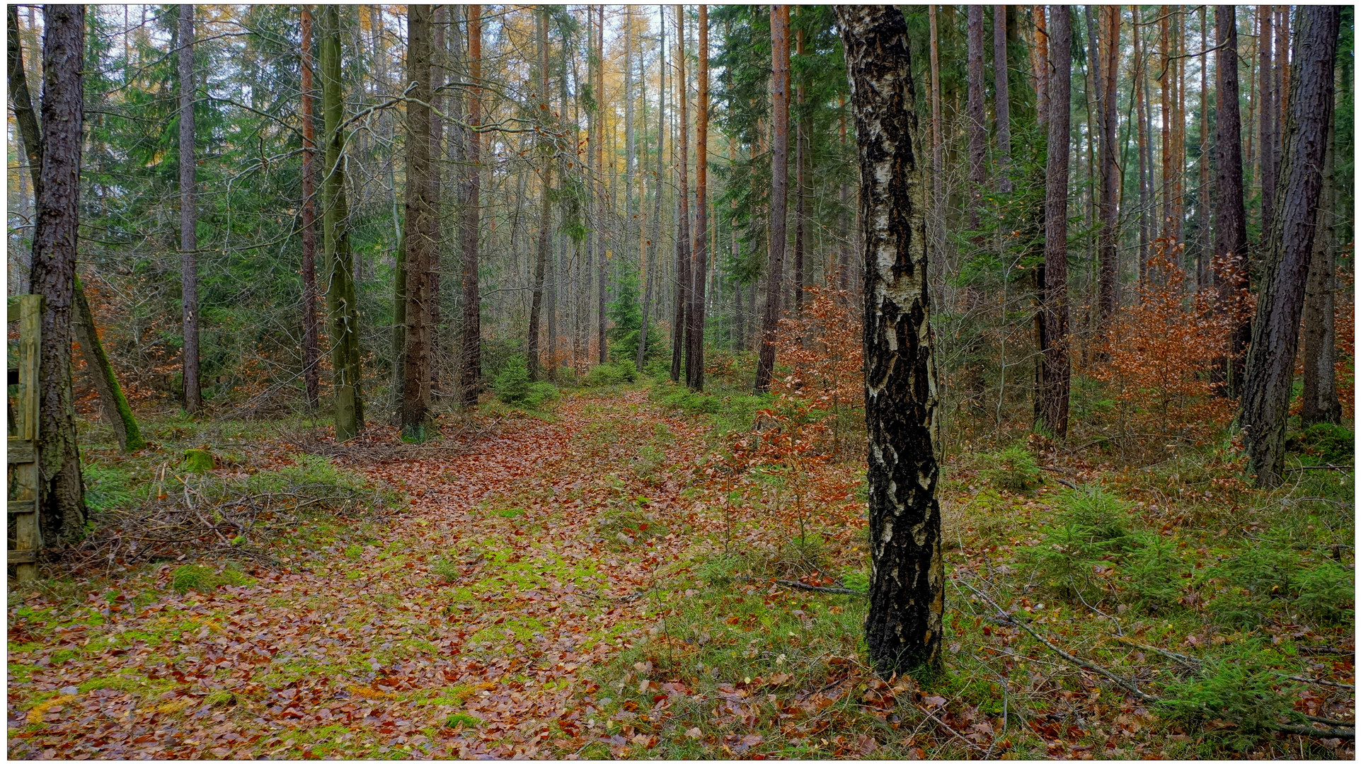 Im Wald II (en el bosque II)