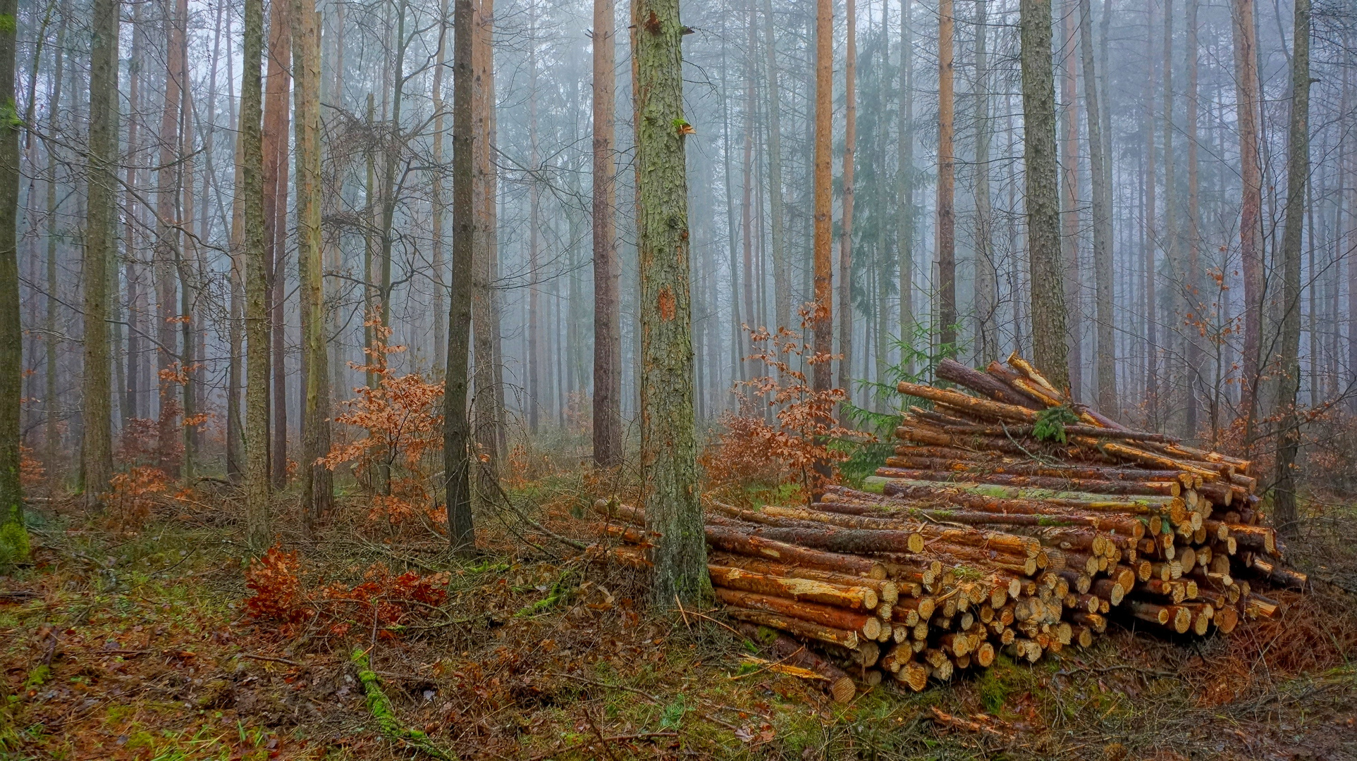 Im Wald II (en el bosque II)