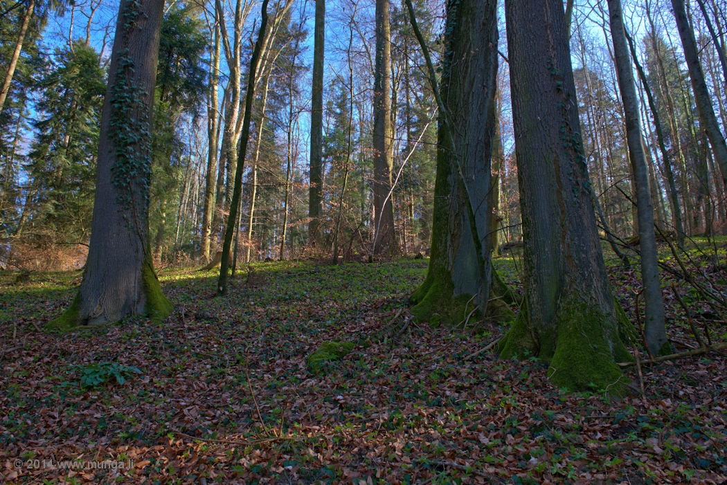 Im Wald II