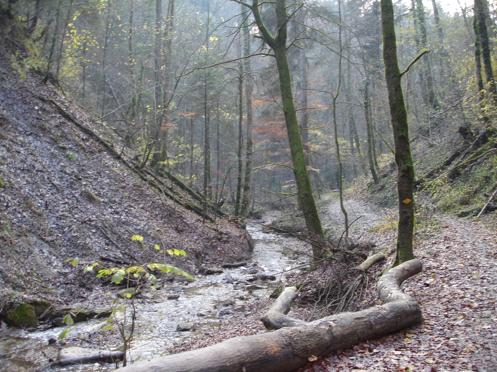 Im Wald im Tösthal !