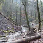 Im Wald im Tösthal !