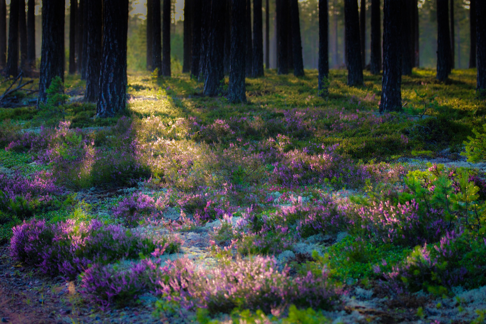 Im Wald in der Nähe von Mora (Schweden).