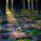 Im Wald in der Nähe von Mora (Schweden).