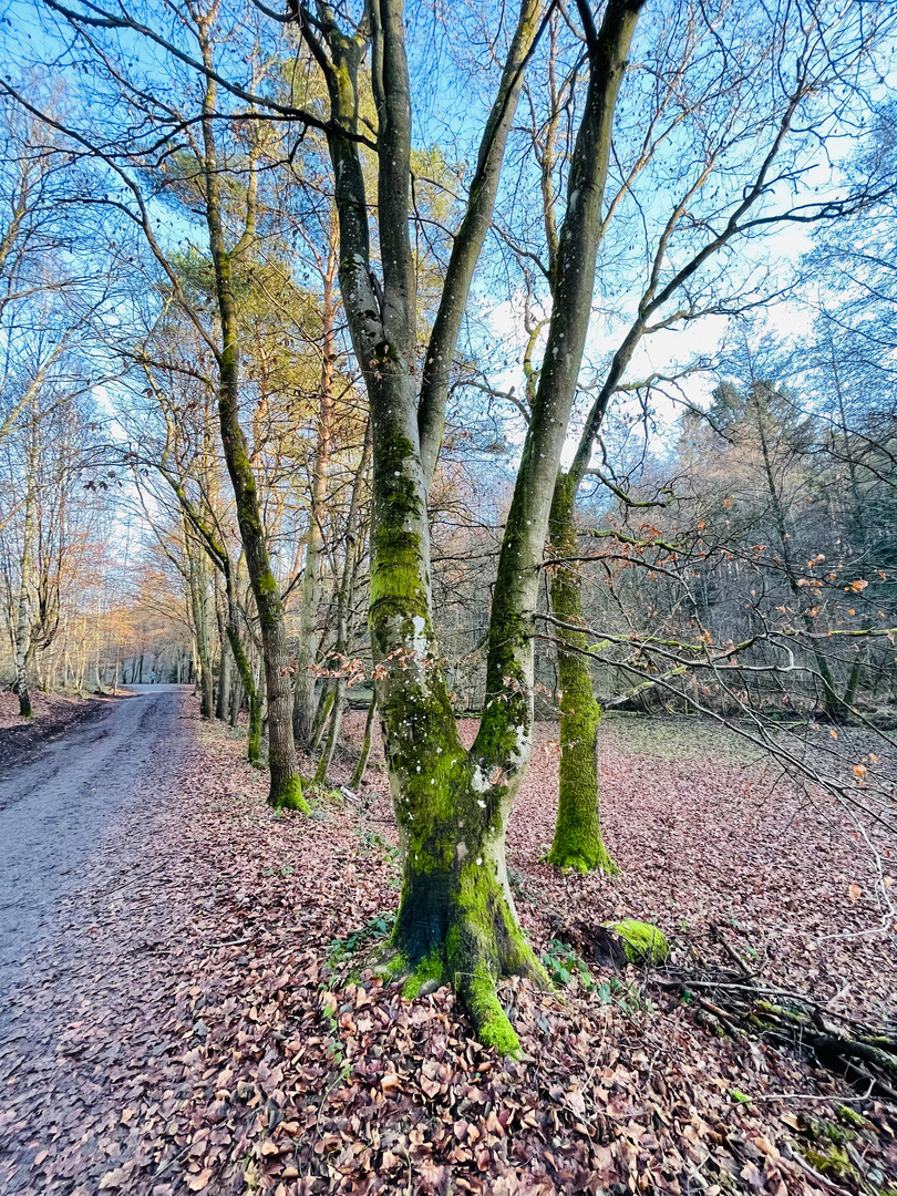 Im Wald in Der Pfalz